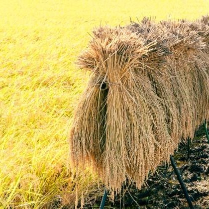 令和7年産 キヌヒカリ 玄米 15kg ｜ 米・穀物/玄米 産直アウル 農家