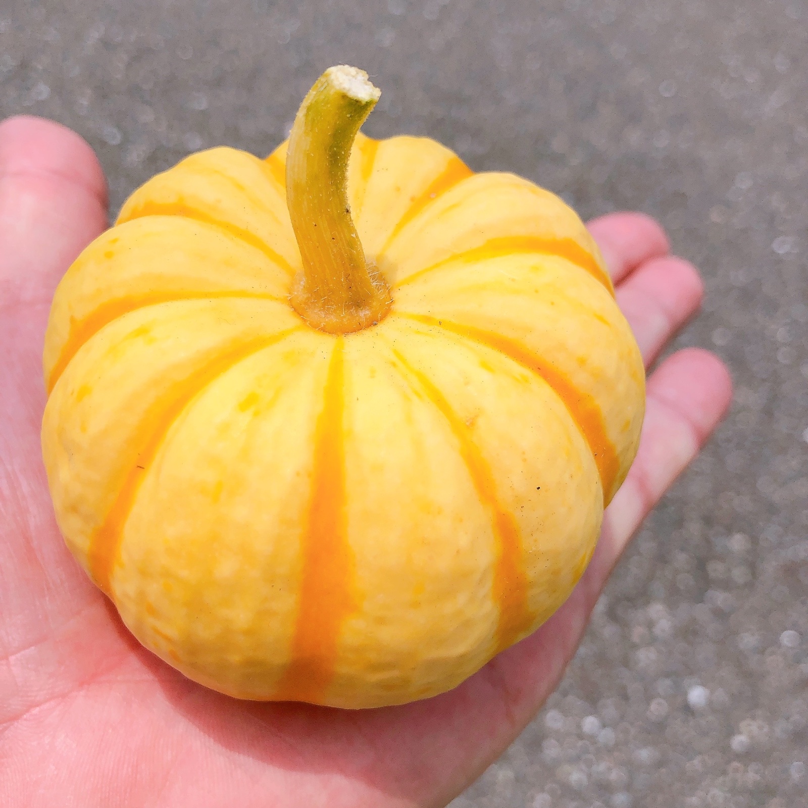 ホクホク甘味のある可愛いプッチーニかぼちゃ | 野菜/かぼちゃ 産直