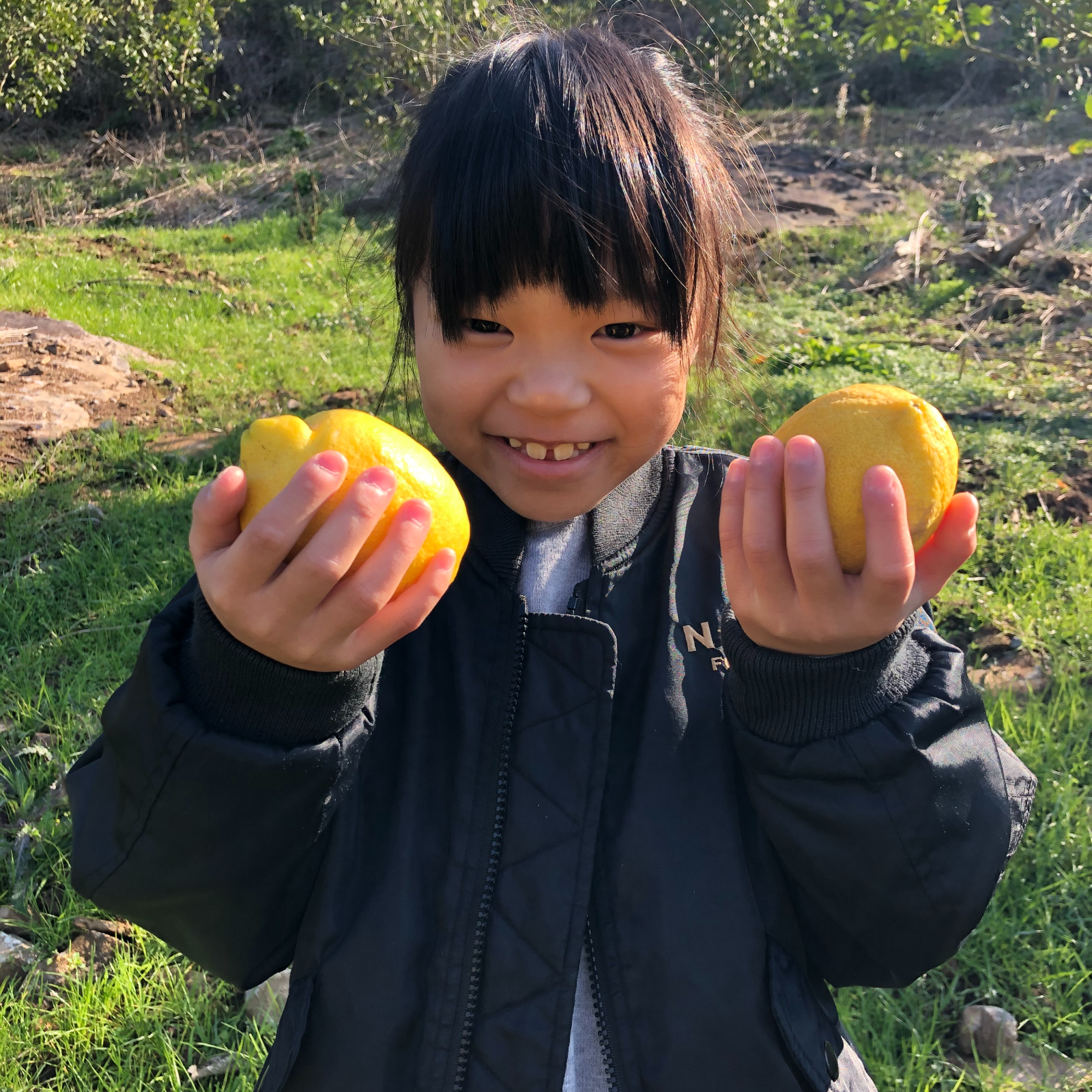 松本農園の国産レモンA品(特別栽培) ｜ 果物/香酸柑橘(ライム・レモン