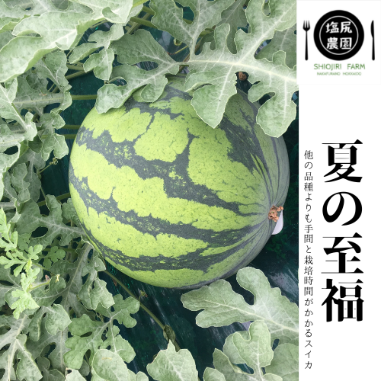 夏の至福スイカ (2026年7月収穫品） ｜ 果物/スイカ 産直アウル 農家