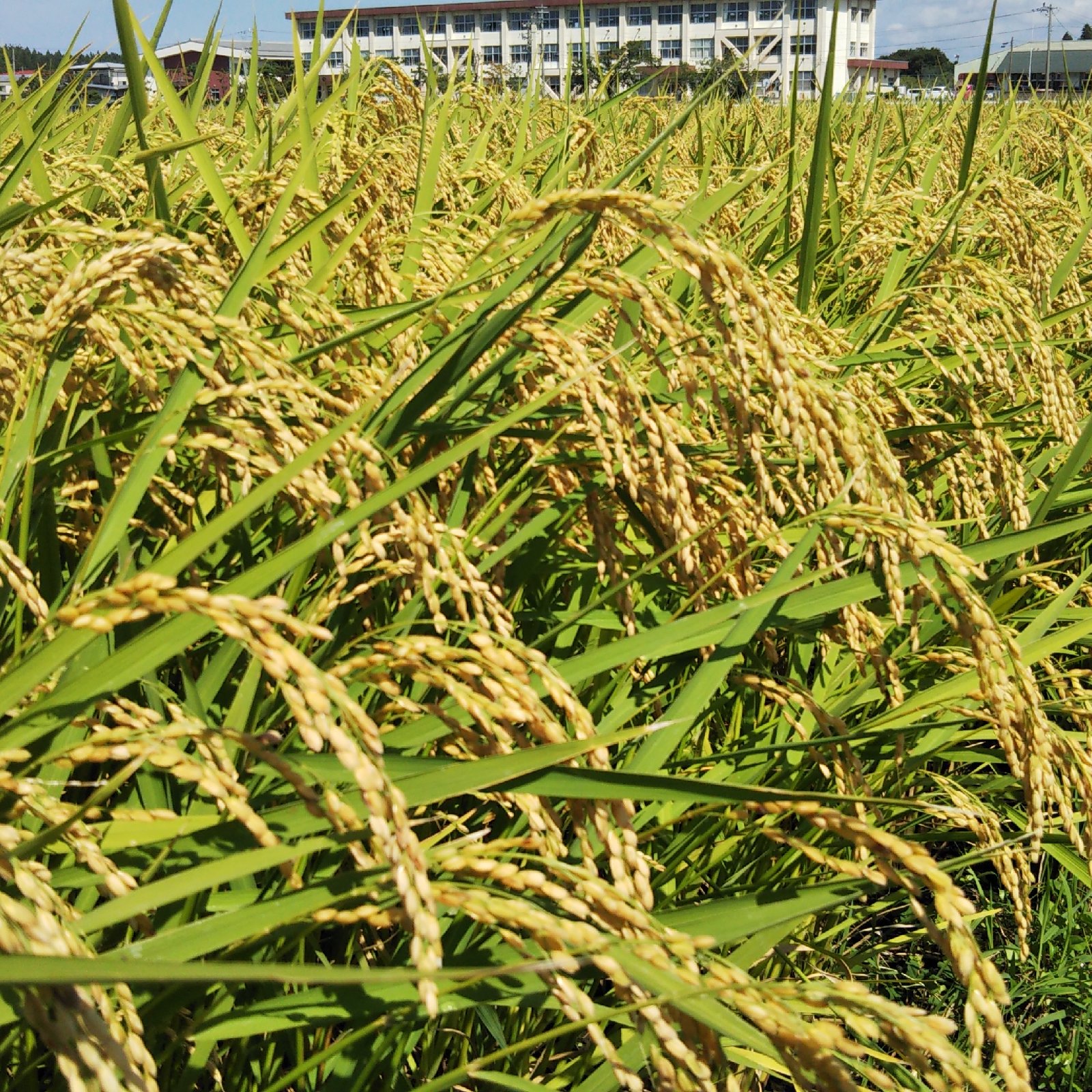 農家直送 自然乾燥米秋田県産あきたこまち白米10kg(5kg×2袋) ｜ 米