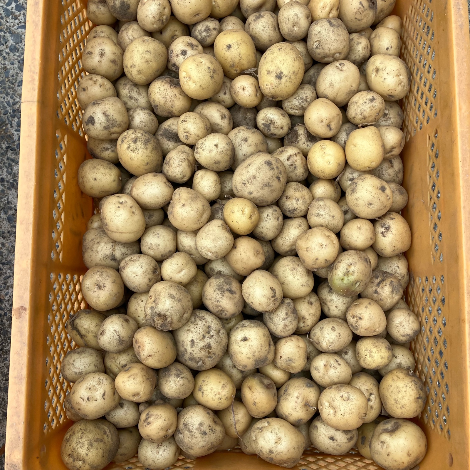 新じゃがいも 農薬・化学肥料不使用 ｜ 野菜/じゃがいも 産直アウル