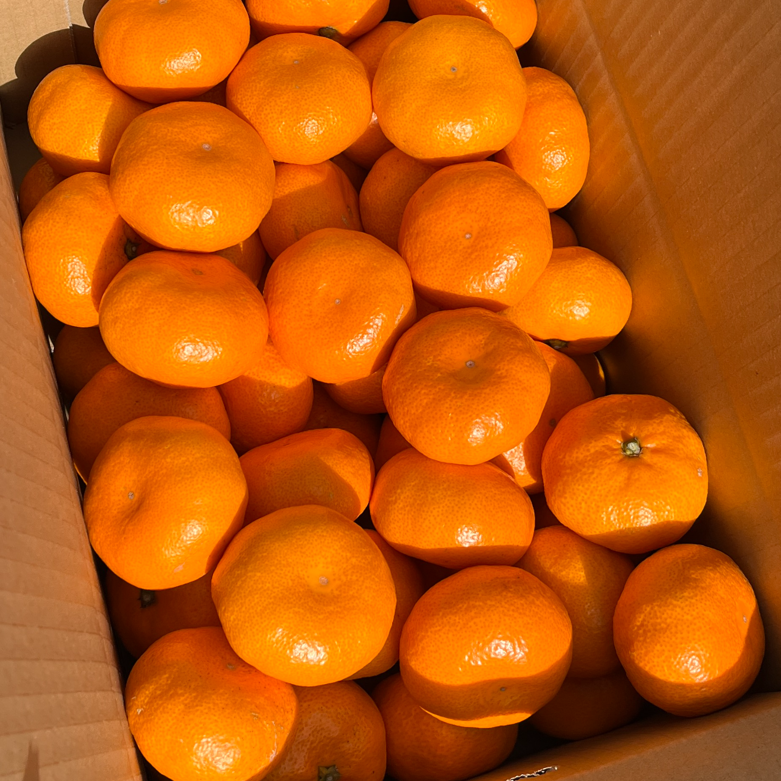 大津みかん(四号)』5kg Mサイズ（1kgあたり9-10個）大津四号発祥の地