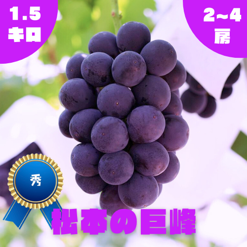 秀】巨峰・種無し・1.5kg・2~4房 ｜ 果物/ぶどう 産直アウル 農家