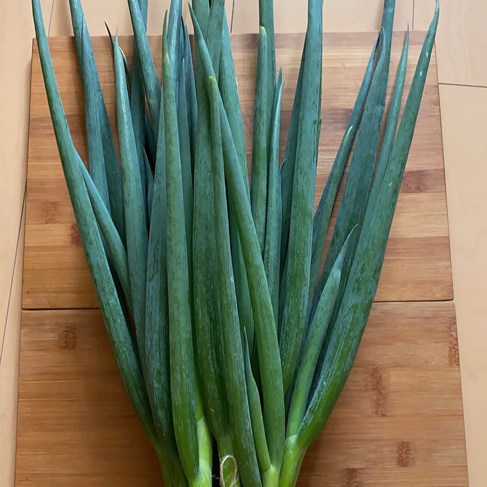 京都産九条ネギ 5キロ ｜ 野菜/ねぎ 産直アウル 農家・漁師など生産者