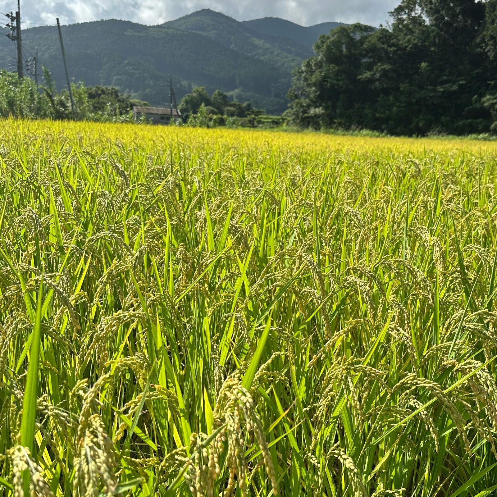 島根県産　令和7年　新米　コシヒカリ　農家直送 令和7年産 耀農場コシヒカリ ｜ 米・穀物/米/精米 産直アウル 農家