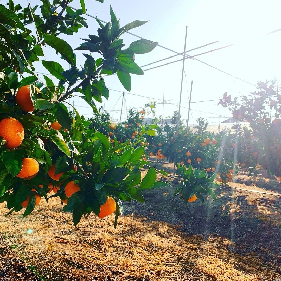 訳あり：大玉) 酸味の少ない唐津産温州みかん 10キロ | 果物/温州