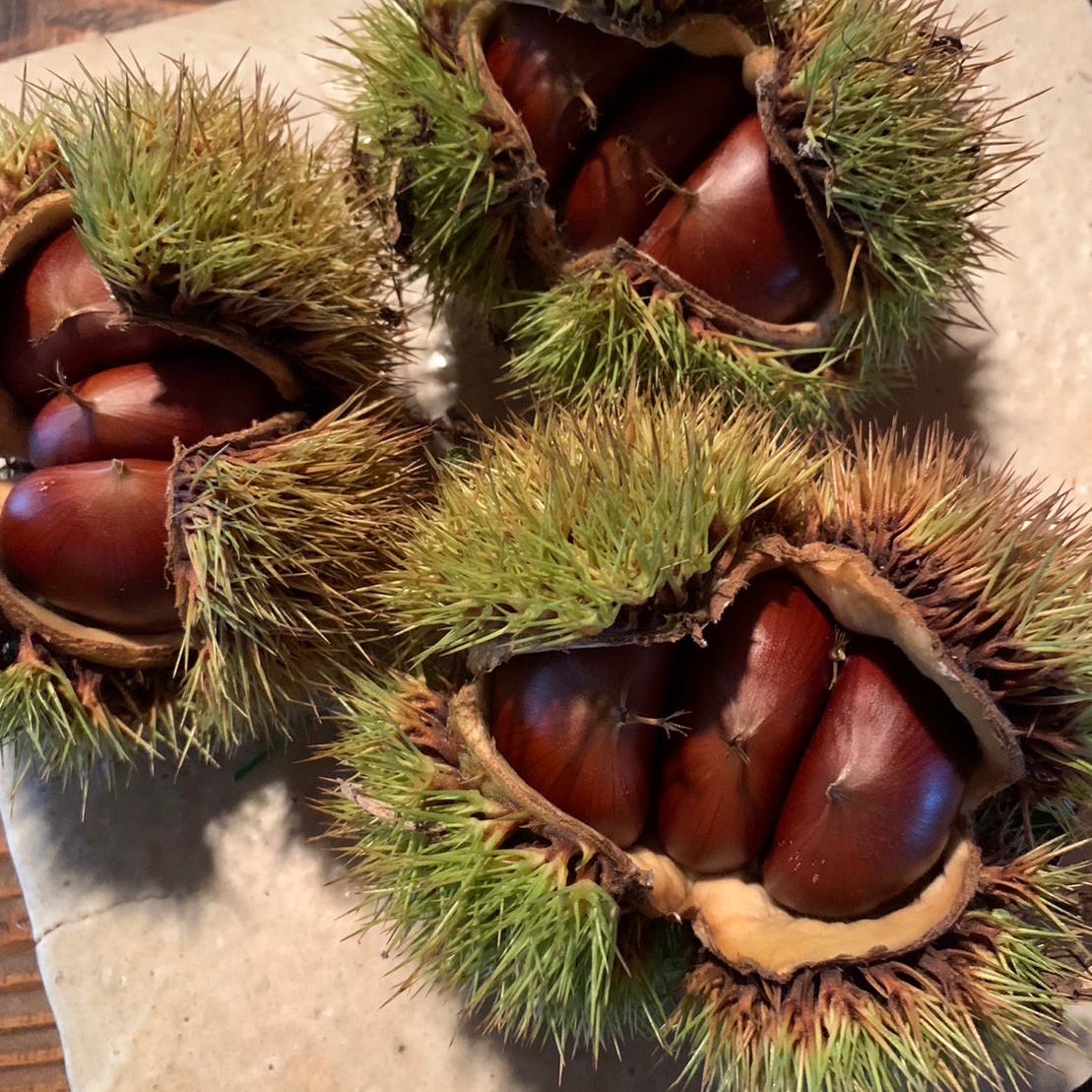 むき栗 250g 2パック 京都 無農薬栽培 | 果物/栗 産直アウル 農家から