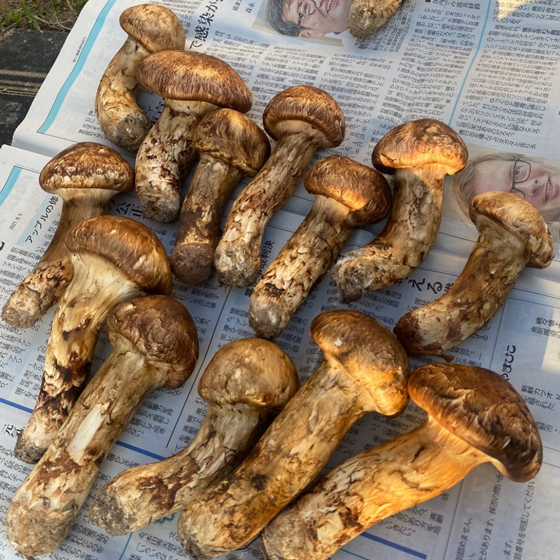 ⑨信州産　松茸　長野県　クール便　160g 長野産 香茸【希少品】 500g ☆クール便 貴重！☆天然香