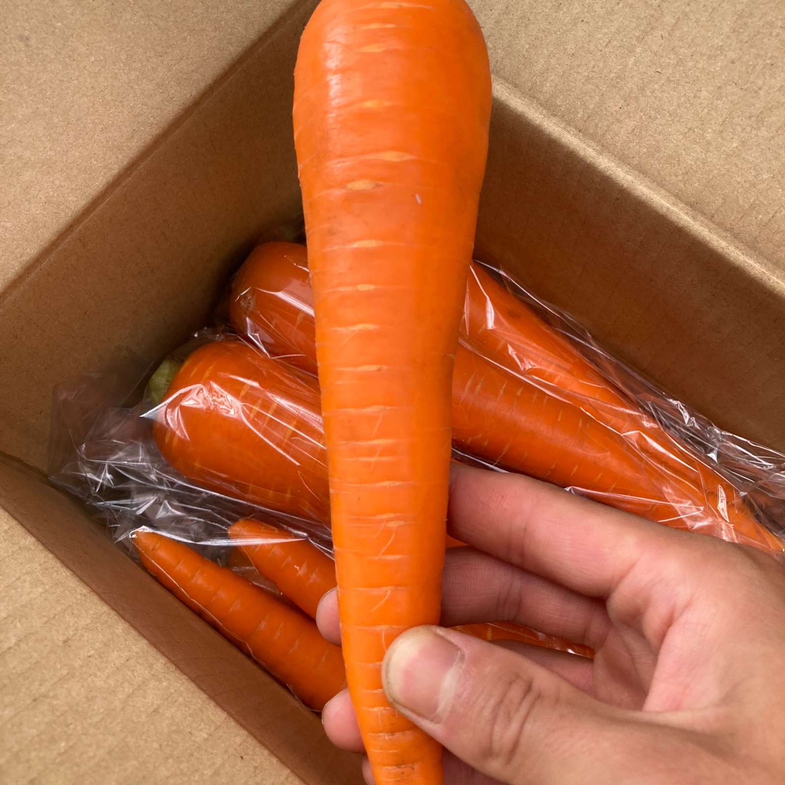 サイズいろいろ 大阪泉州産にんじん2kg ｜ 野菜/人参 産直アウル 農家