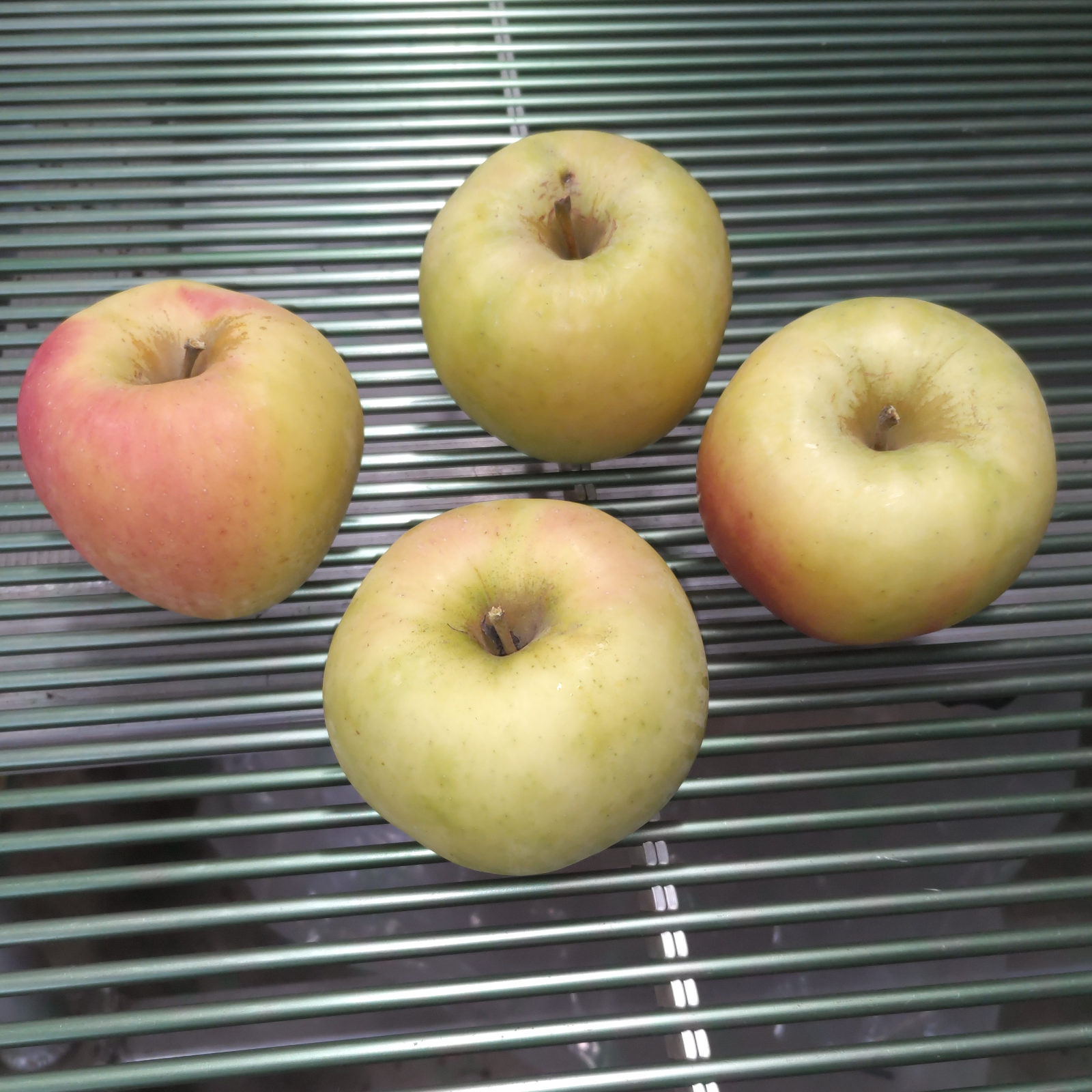 りんご ぐんま名月 大玉 10kg | 果物/りんご 産直アウル 農家から直接