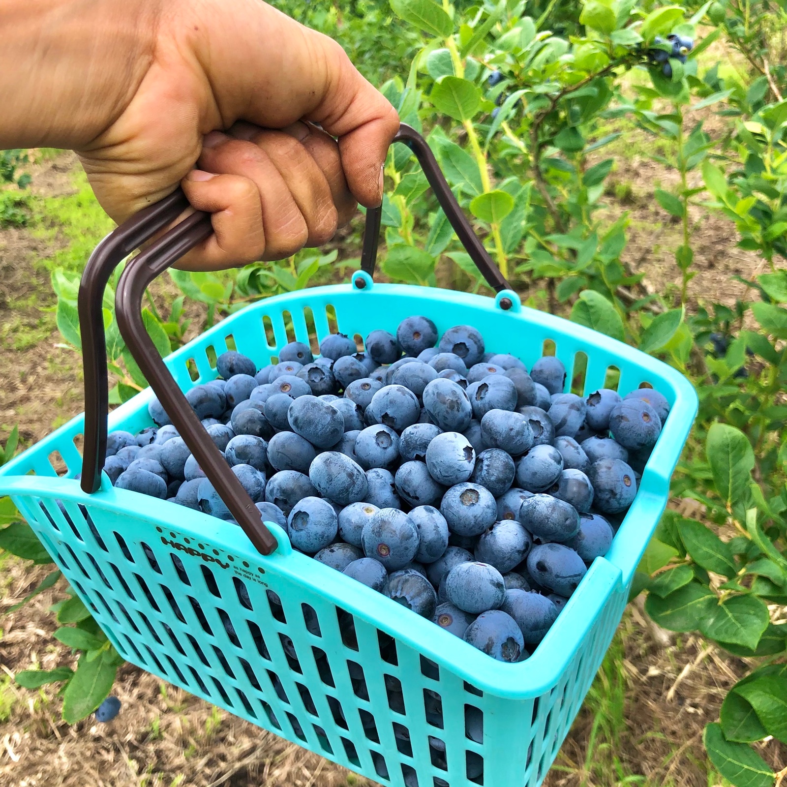 冷凍】ごきげんブルーベリーファームの冷凍ブルーベリー | 果物/ベリー