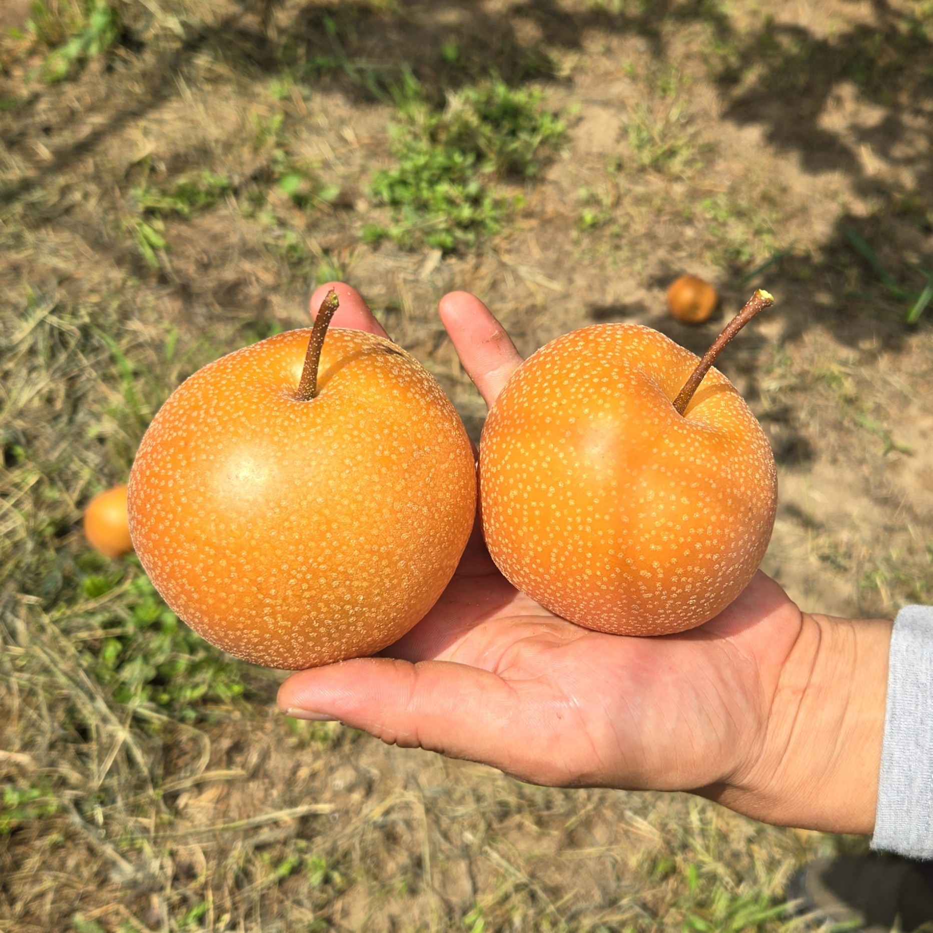 チョコ様 和田果樹園の果物 10kg 贈答用】和田果樹園のゆら早生みかん