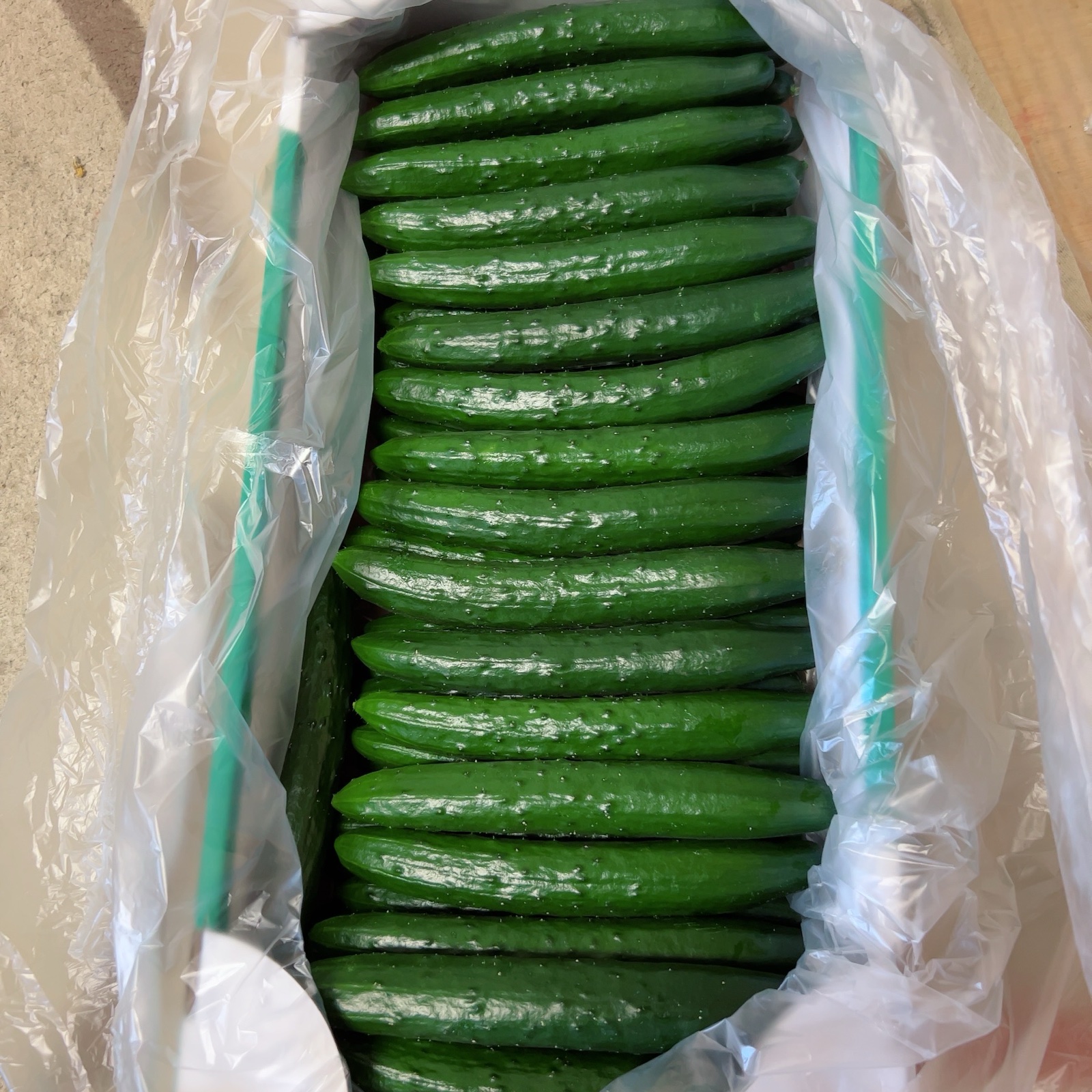 新鮮朝どれきゅうり A品20本 ｜ 野菜/きゅうり 産直アウル 農家・漁師 