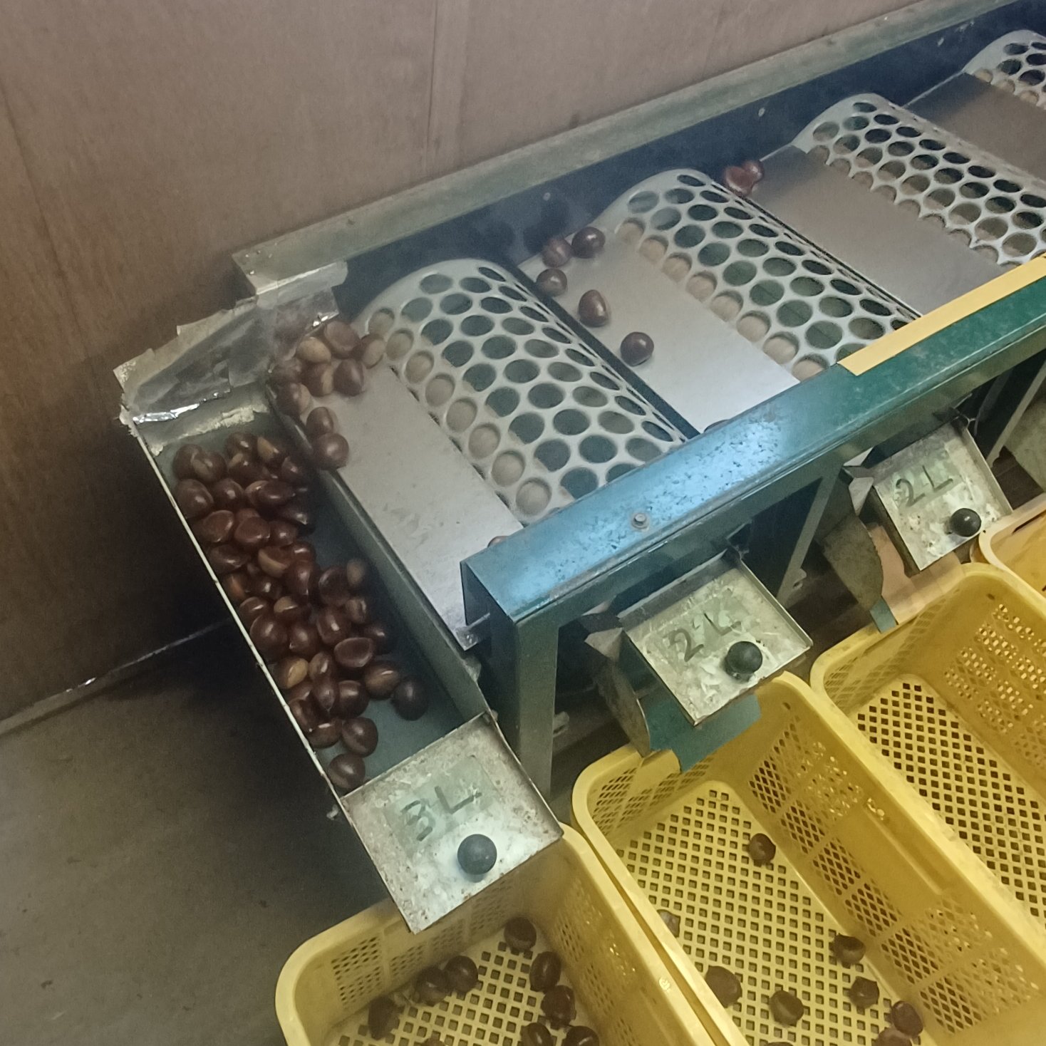 がんね栗 10kg 大サイズ L〜2L以上 岸根栗 ｜ 果物/栗 産直アウル 農家