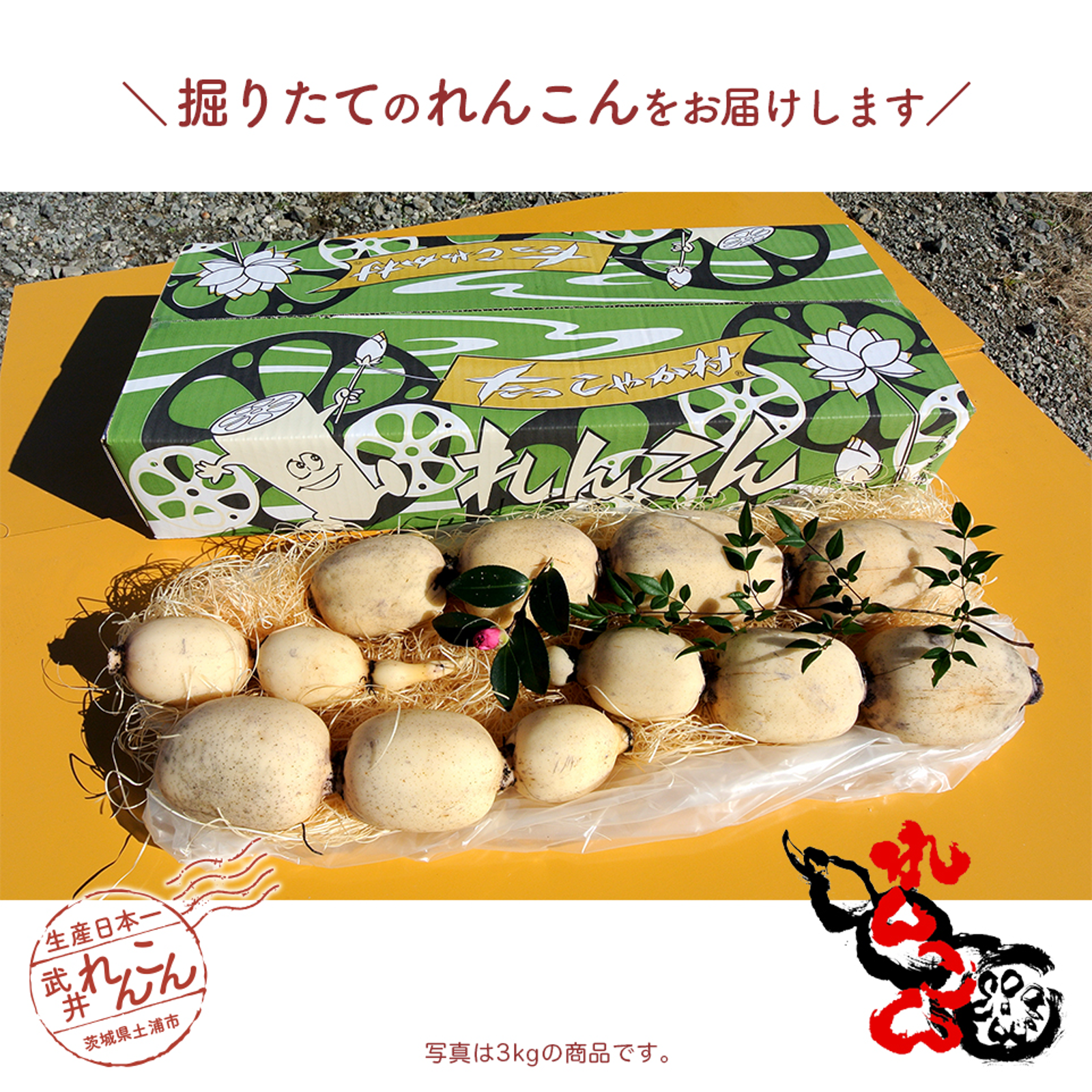 赤らっきょう　5kg （箱込）農家直送 限定栽培】農薬不使用の根付き生らっきょう 5kg 【収穫から
