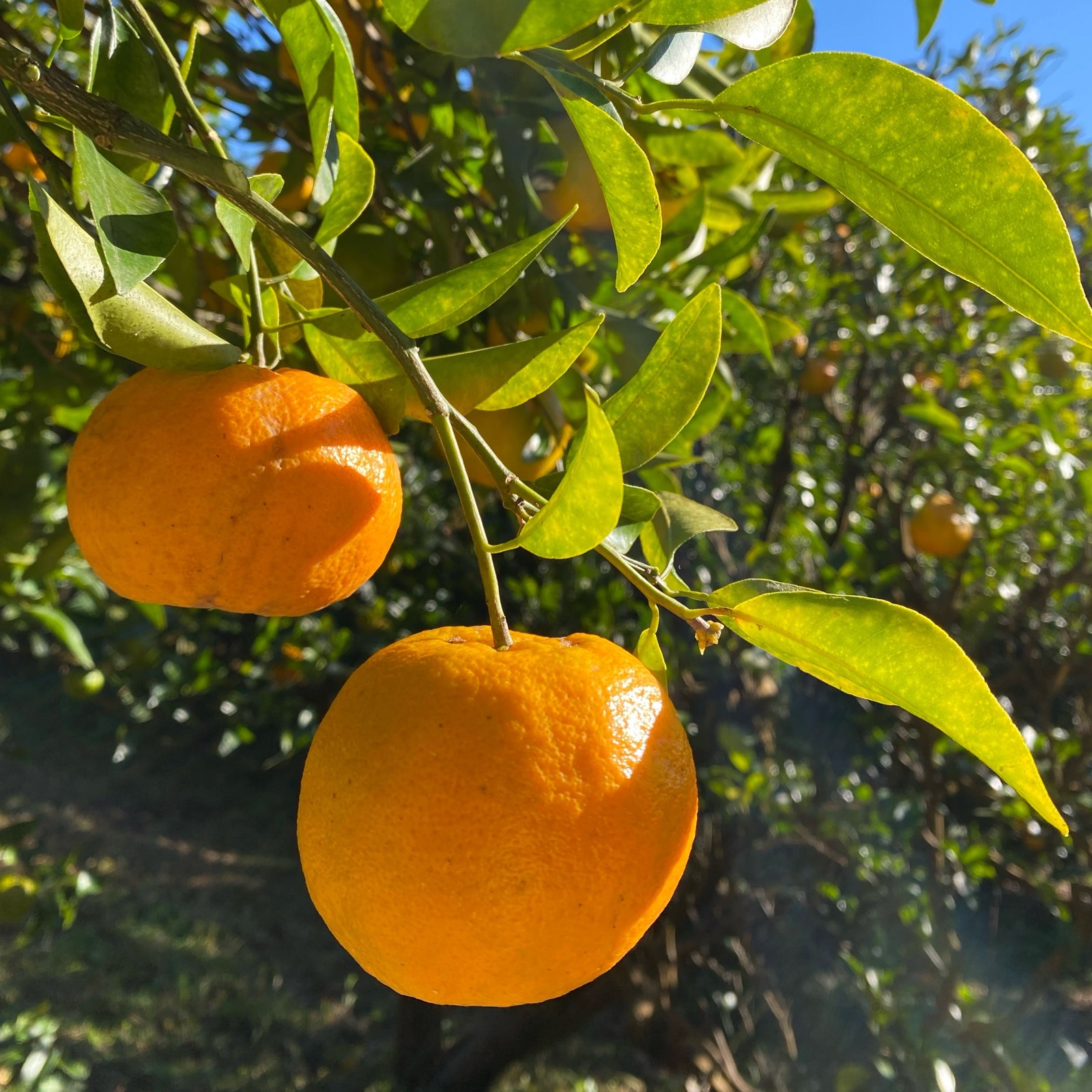 世界遺産の島 屋久島産 完熟ぽんかん10kg S（2026年1月下旬発送予定） 世界遺産の島 屋久島産 完熟ぽんかん10kg S（2026年1月下旬