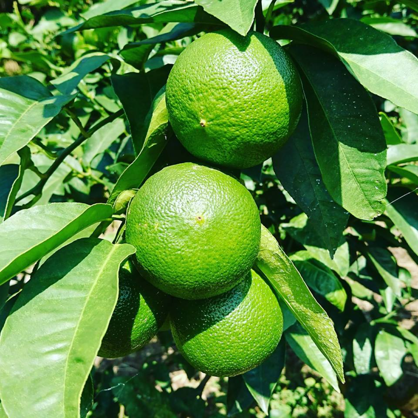 4 国産ベルガモットオレンジ果実香りが強い露地栽培約:9kgA品（一部B品含む）