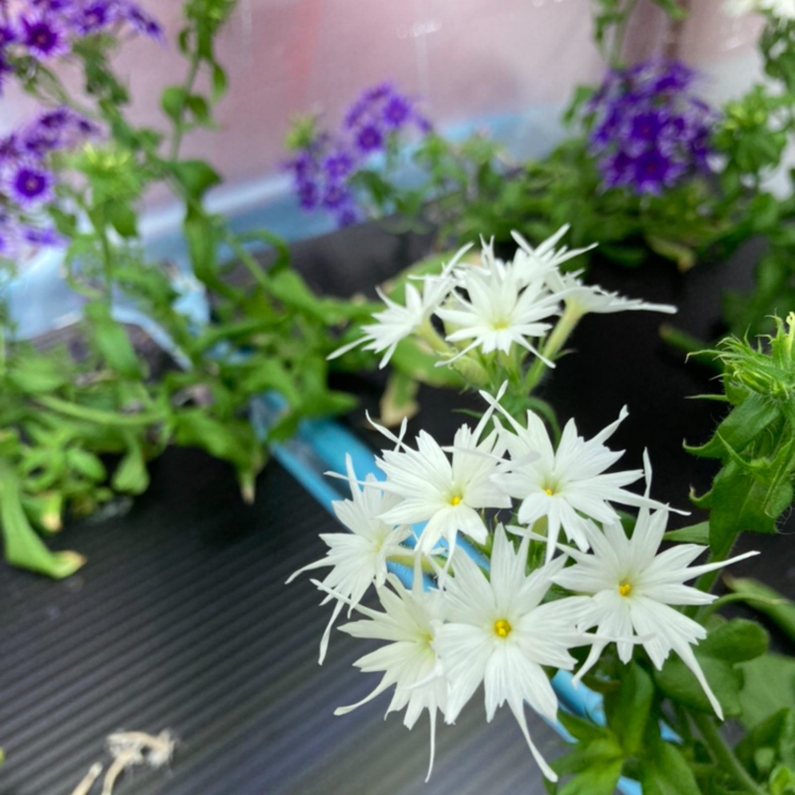 常温配送》エディブルフラワー ポップスター 10輪 色Mix | その他/食用