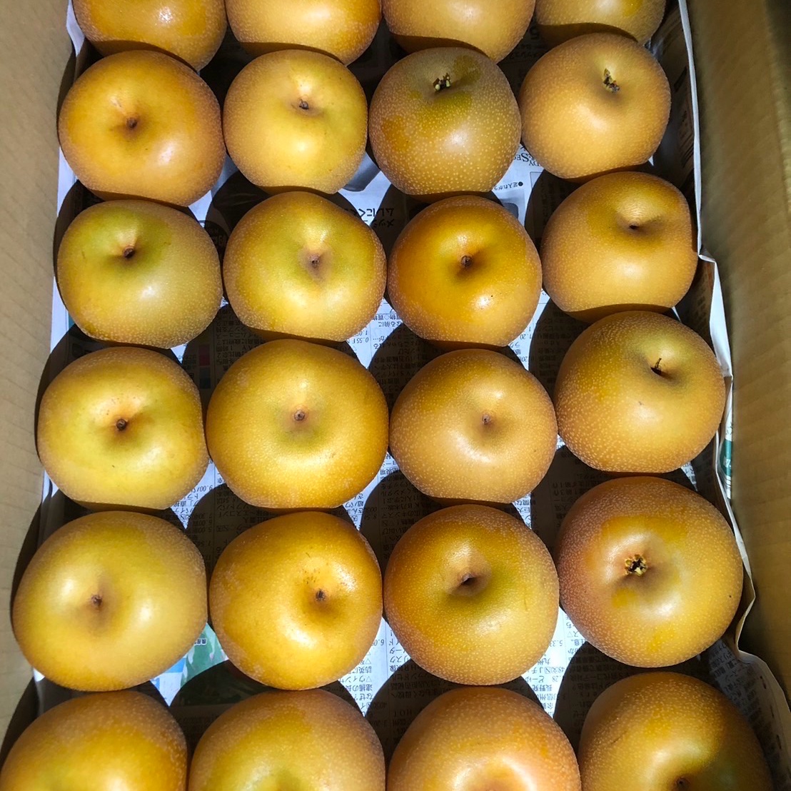 長野県産訳あり豊水梨 24玉 ｜ 果物/梨 産直アウル 農家・漁師など生産