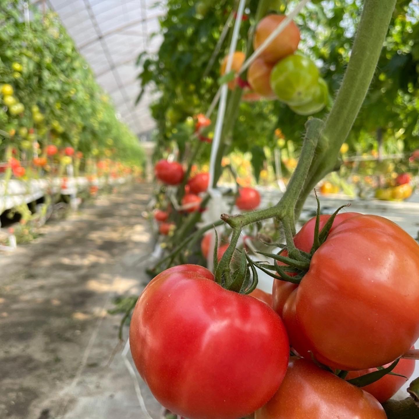 赤熟もぎり！水耕栽培の王様トマトM玉12個（2キロ箱） ｜ 野菜/トマト