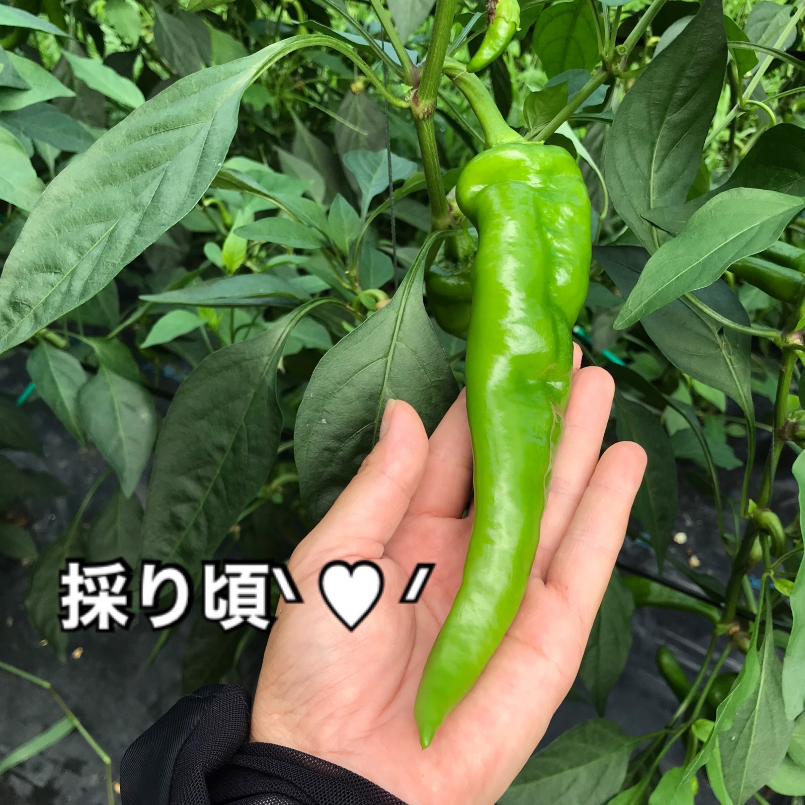京都舞鶴産 本場の万願寺とうがらし 肉厚・甘い！太くて長いものだけ