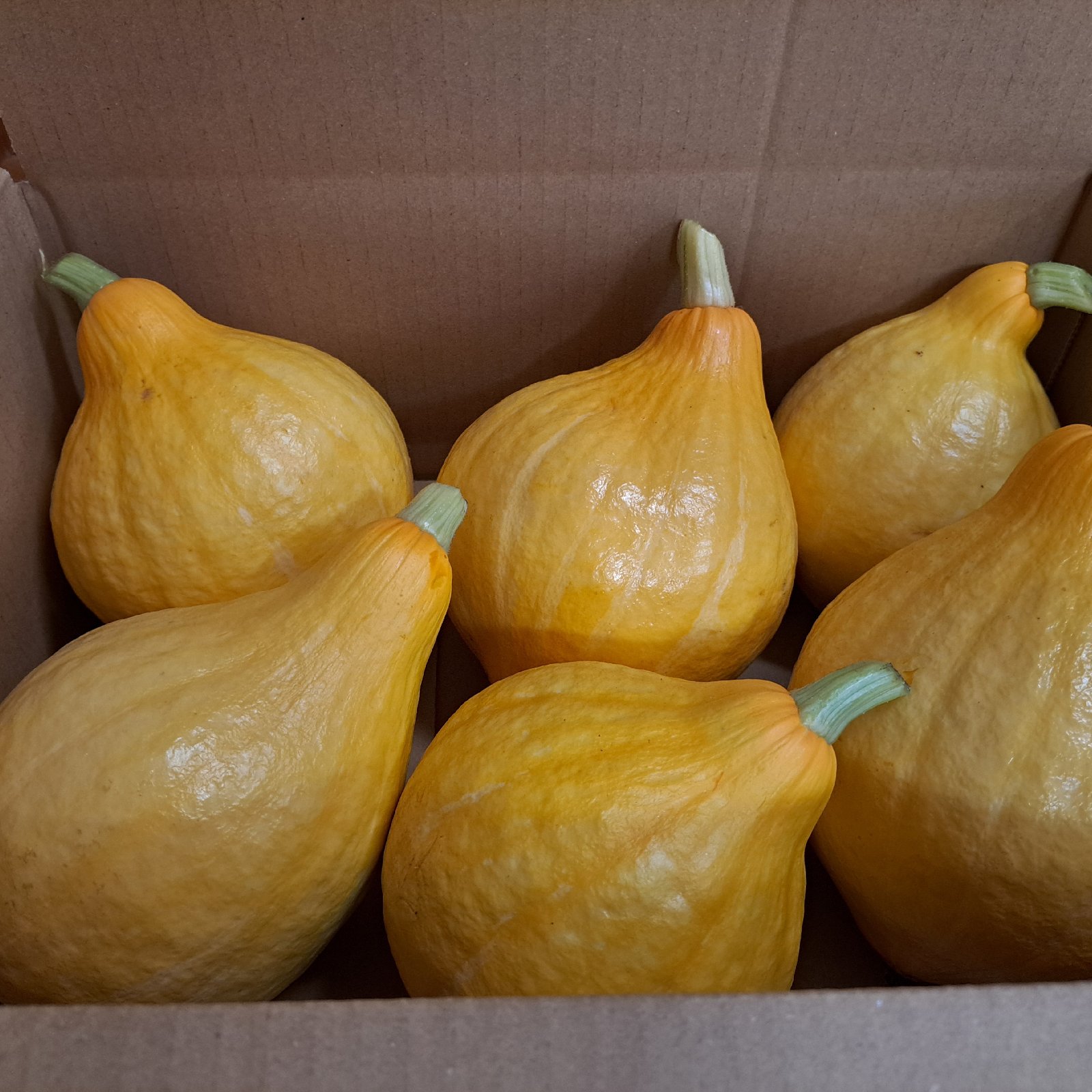 あゆちゃんちのコリンキー 6個入り | 野菜/かぼちゃ 産直アウル 農家