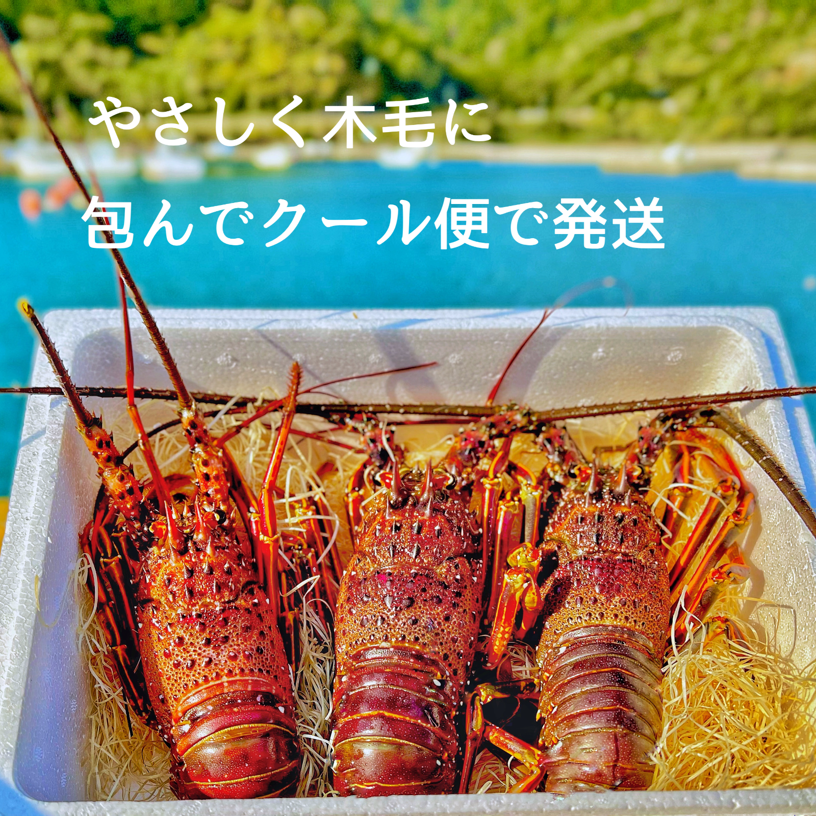 送料込み　本州最南端の地より　活伊勢海老　３キログラム（和歌山県産） 送料込み 本州最南端の地より 活伊勢海老 3キログラム（和歌山県産）