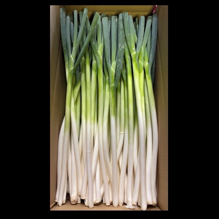 大分県産 採れたて白ネギ（8kg×3箱） 大分県産 採れたて白ネギ（細め）6kg ｜ 野菜/ねぎ 産直アウル 農家