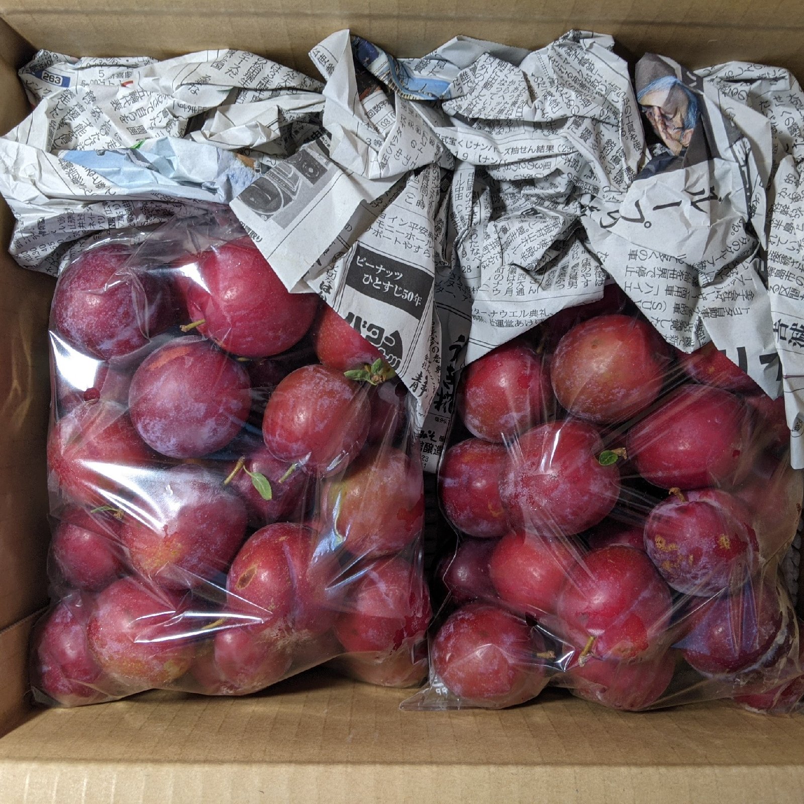 スモモ2.4kg ｜ 果物/すもも・プラム 産直アウル 農家・漁師など生産者