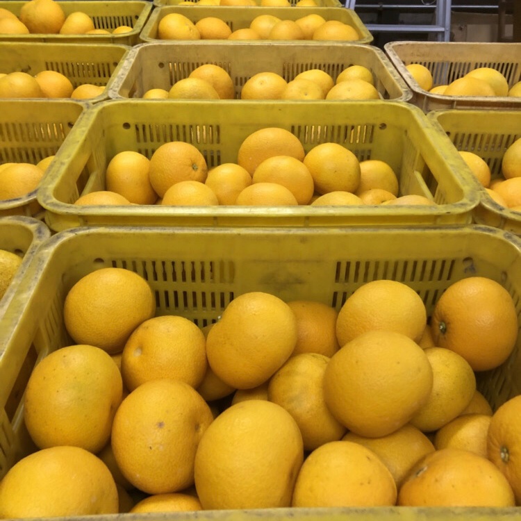 和歌山県産 藤田農園の八朔 10kg 送料無料 | 果物/オレンジ・その他