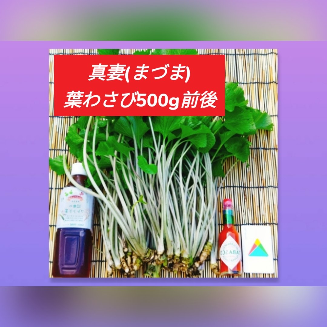 Makoto Saito 訳あり品　生わさび　500g 農家直送　伊豆産 満天☆青空レストラン_幻_真妻(まづま)_葉ワサビ_500g前後(訳アリ)お得