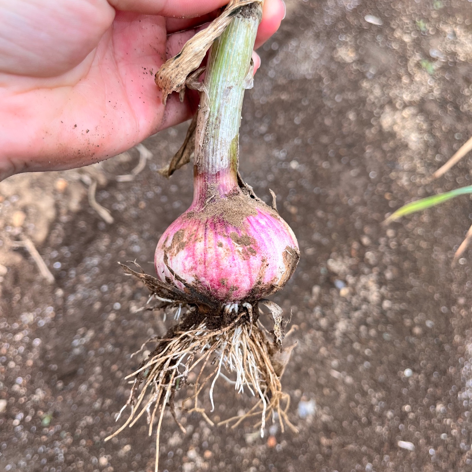 紫にんにく10kg約 岡山県和気町産・高級生にんにく10kg（ホワイト&紫にんにく）】