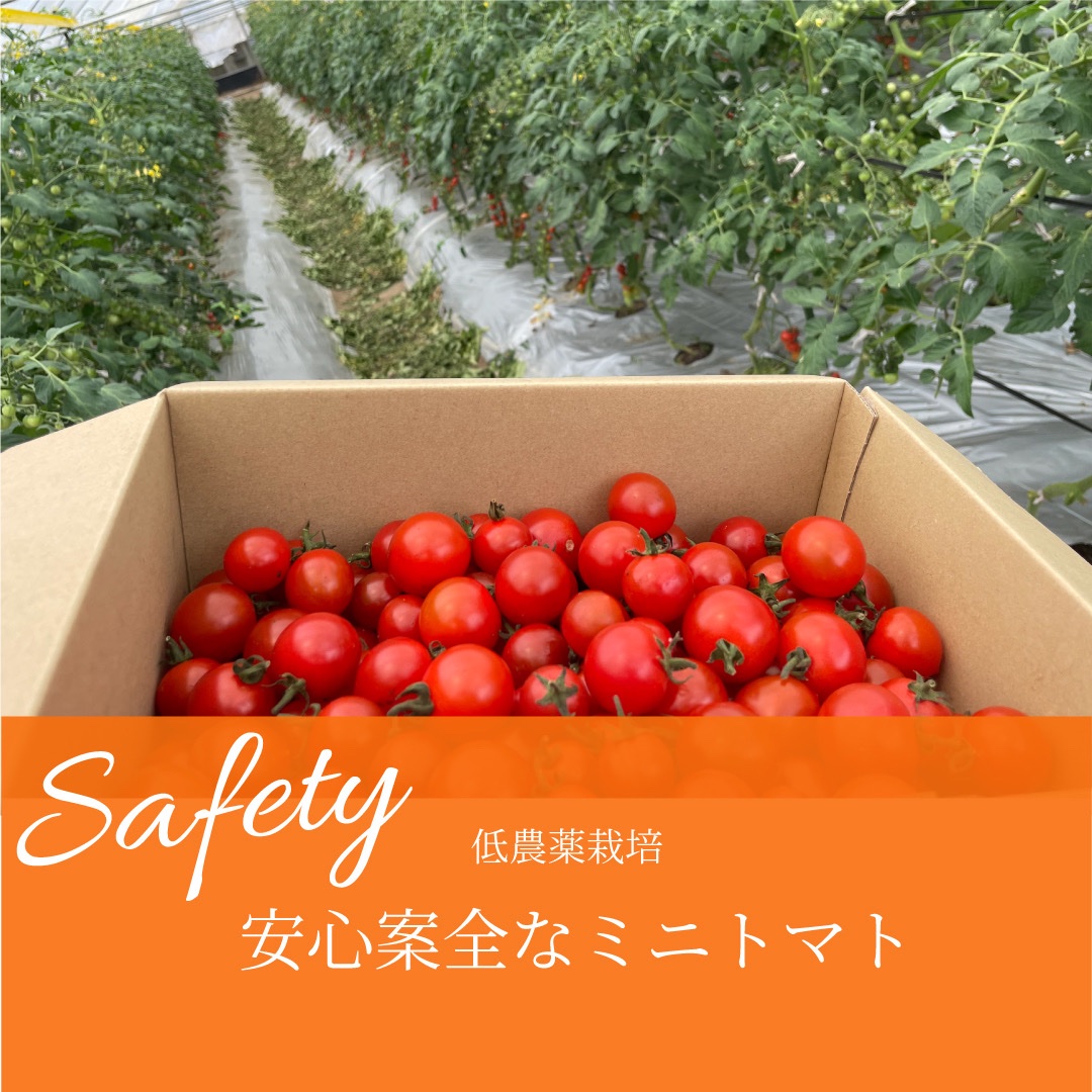 ミニトマト 千果 | 野菜/トマト 産直アウル 農家から直接野菜などの