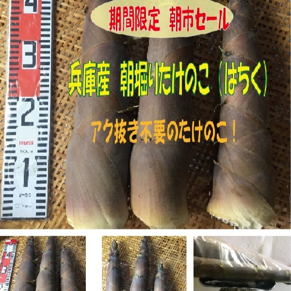 たけのこ出品 兵庫産 たけのこ(はちく）2.6kg【最短発送】 ｜ 野菜/たけのこ 産直
