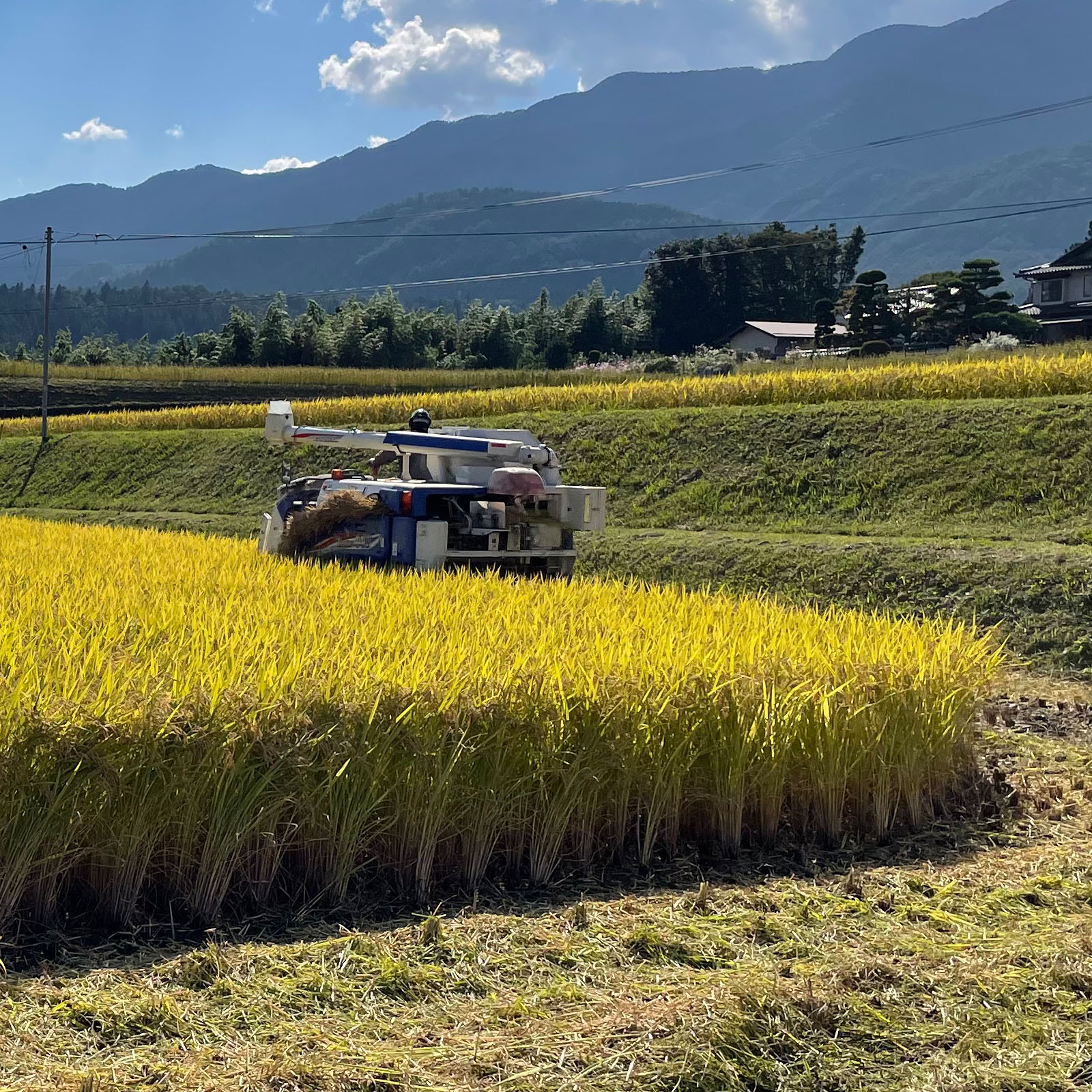 【りんご】美味しい新米！【精米後１０ｋｇ】令和7年度三重県産コシヒカリ！