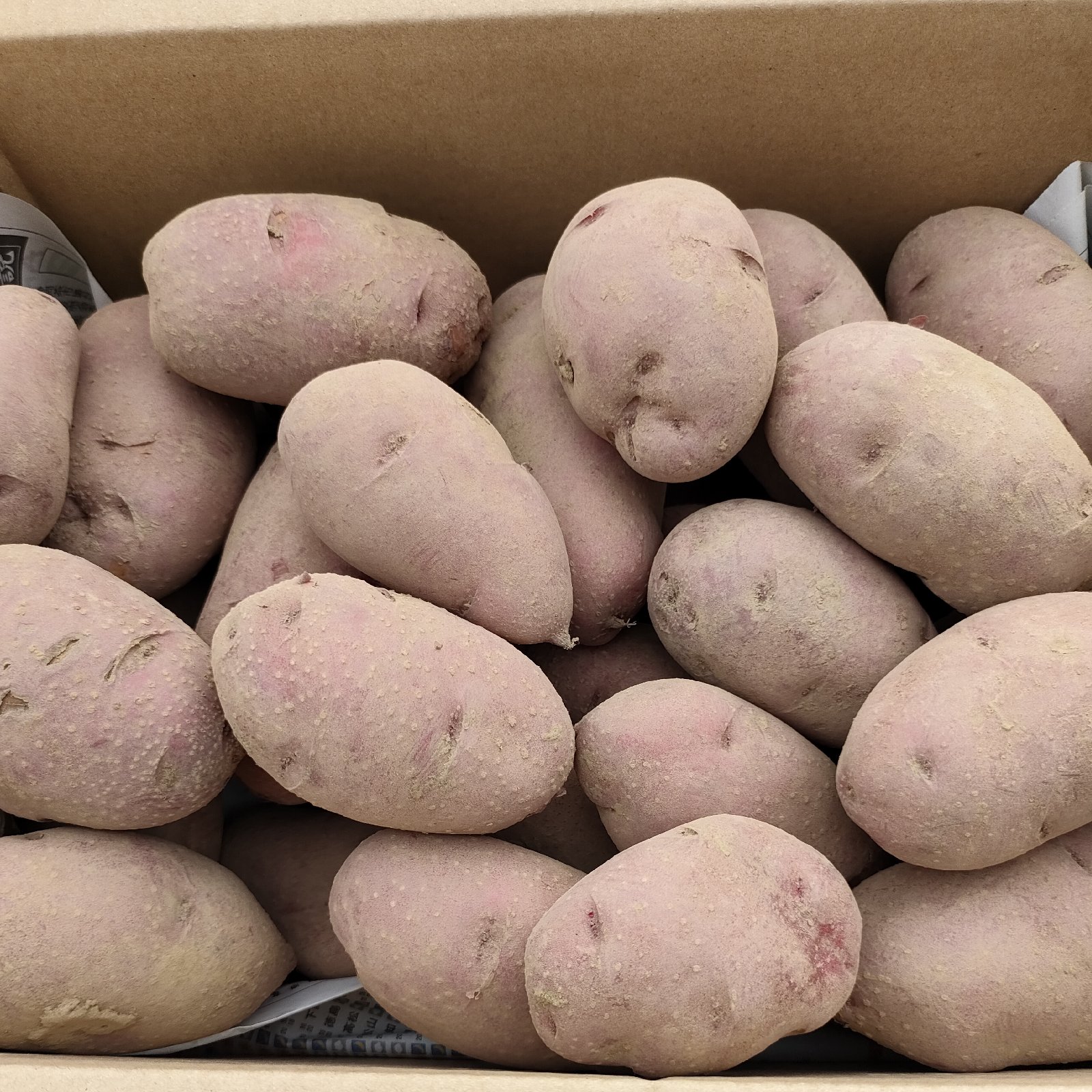 レッドムーン ｜ 野菜/じゃがいも 産直アウル 農家・漁師など生産者