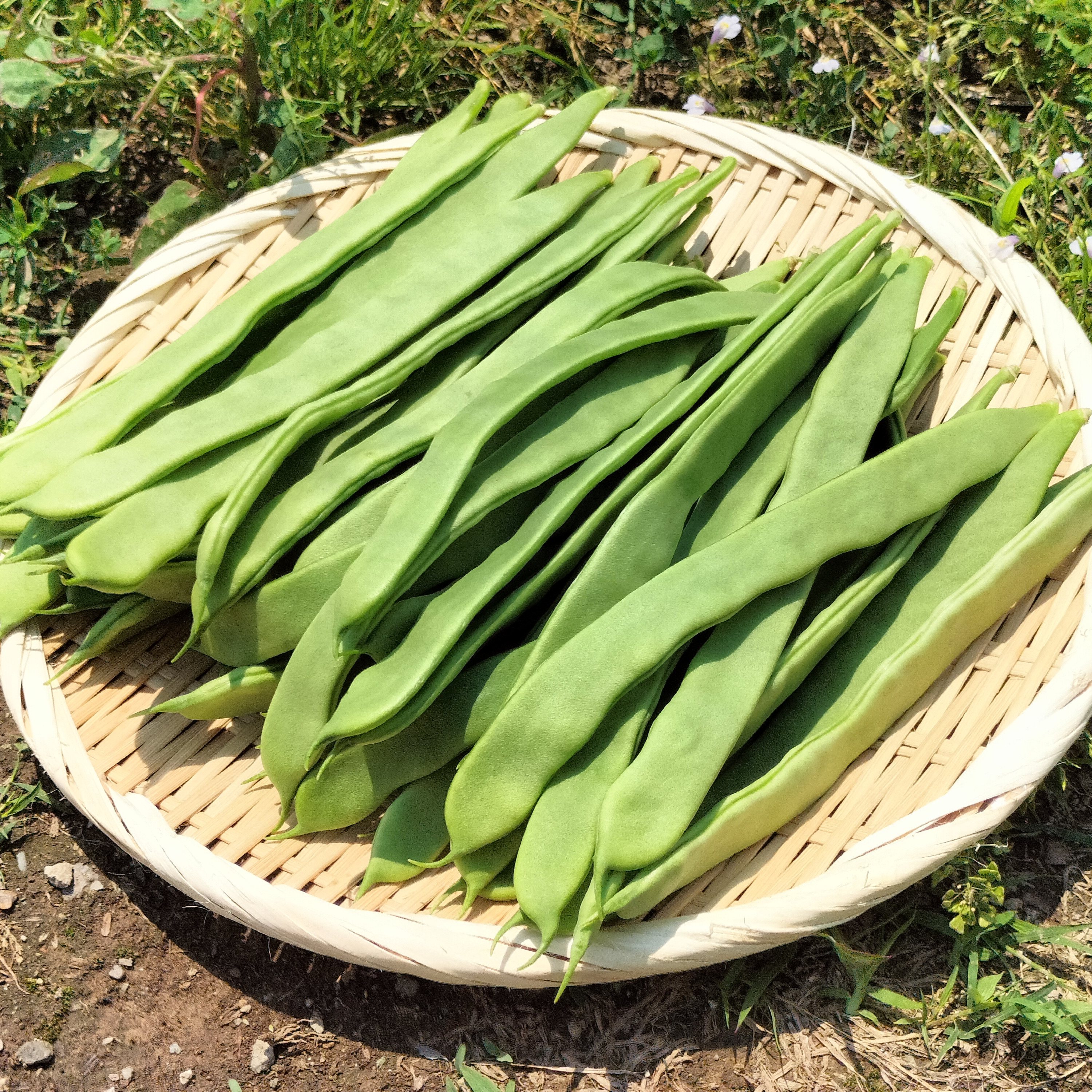 ジャンボいんげん20キロ低農薬 ジャンボいんげん20キロ低農薬 ジャンボいんげん20キロ低農薬