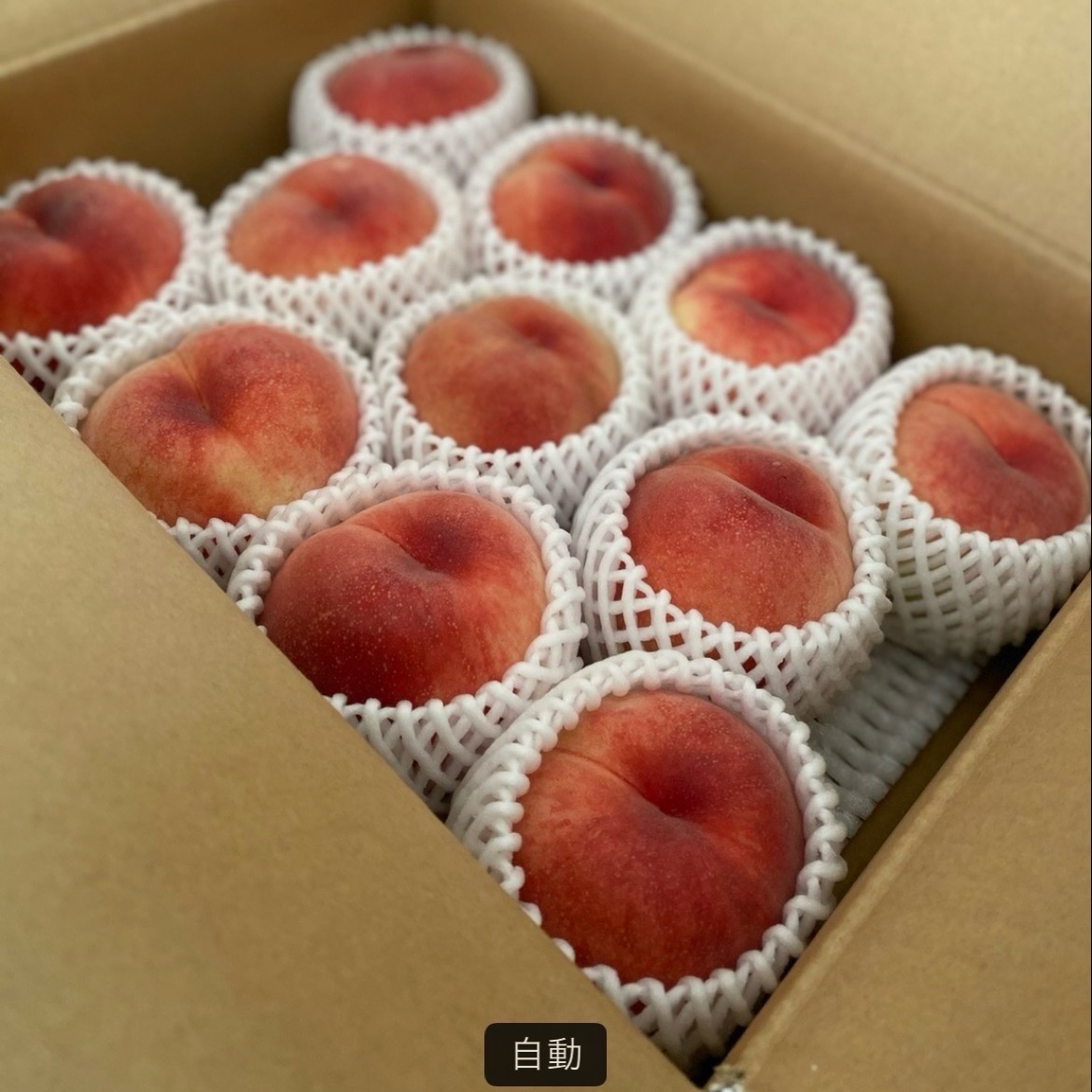 【期間限定セール！！】美味しい川中島白桃 10kgセット 24-36pcs 当園 イチオシ桃の王様 川中島白桃 ご家庭用 約3キロ ｜ 果物/もも
