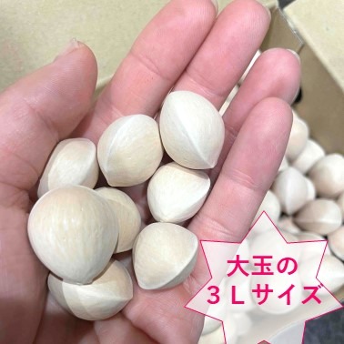 2026年＊初物》祖父江産 銀杏 【久寿】大玉3Lたっぷり500g ｜ 野菜