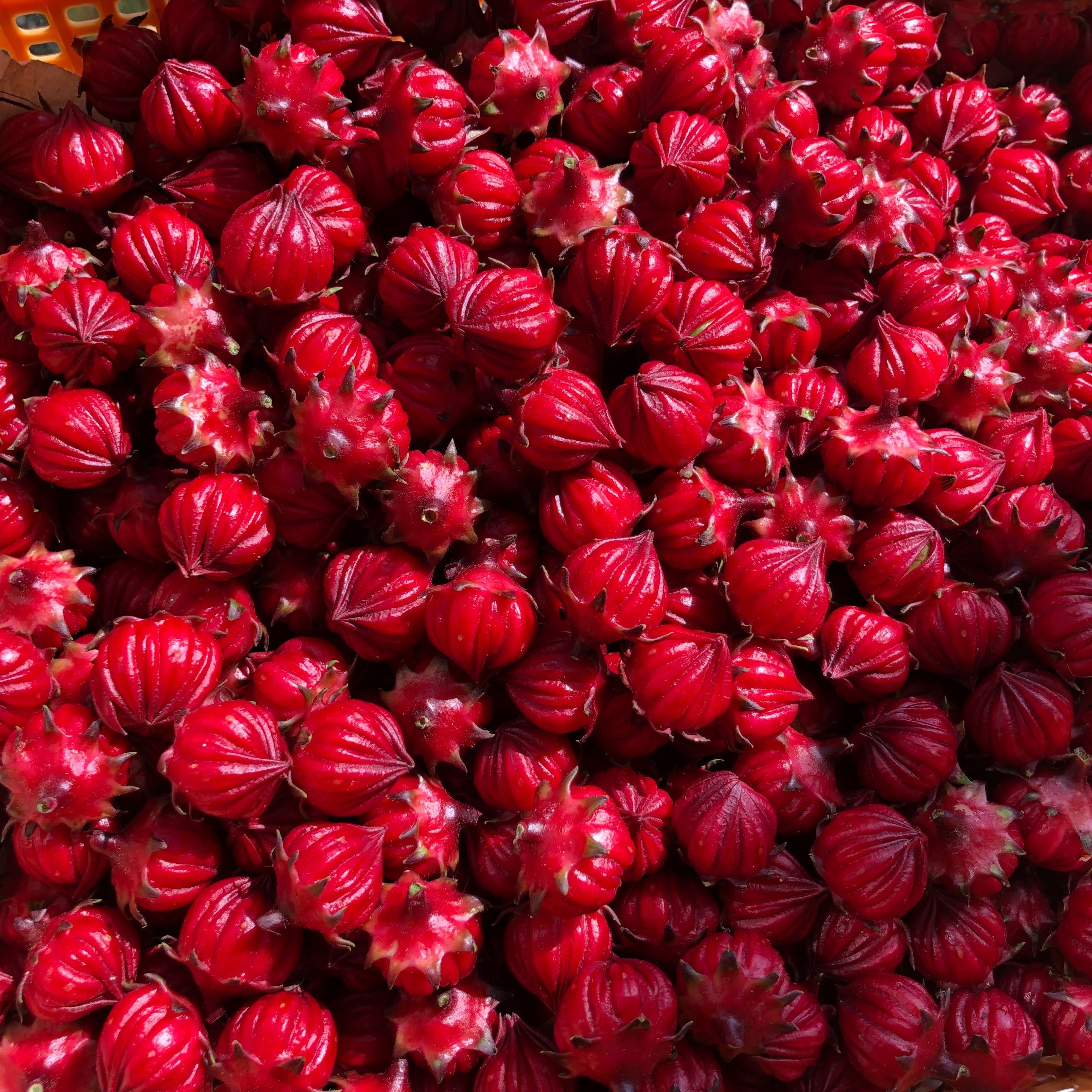 ローゼル 1kg | 野菜/ハーブ 産直アウル 農家から直接野菜などの食材