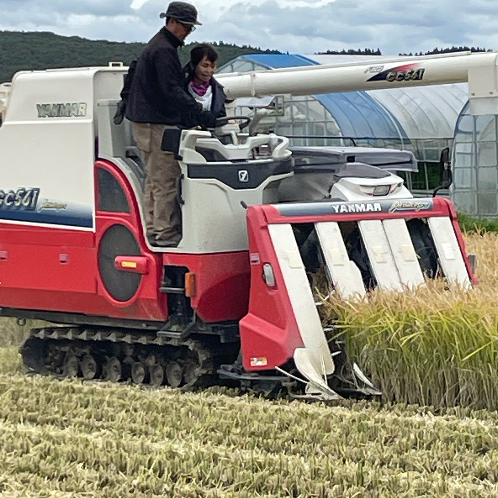 訳あり】北海道厚沢部町産ゆめぴりか10kg ｜ 米・穀物/米/精米 産直