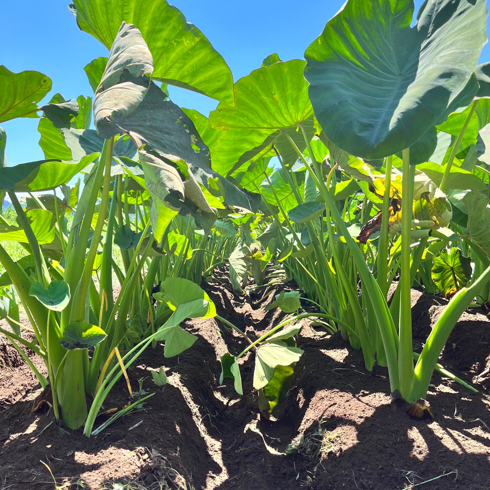 白芽里芋（大和早生）Lサイズ 10kg（箱込み） | 野菜/里いも 産直