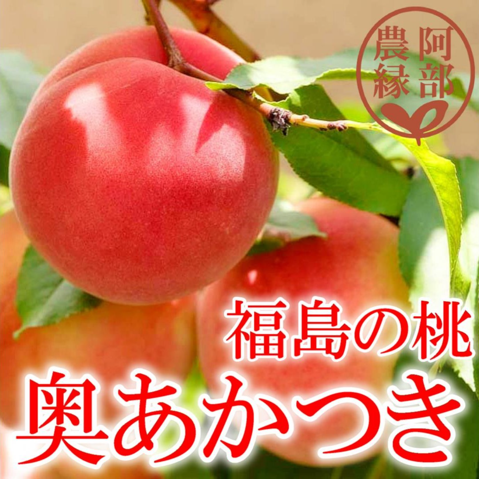 【桃の予約】福島の完熟もも　奥あかつき2玉化粧箱入り　ギフト・贈答用に【8月中旬お届け予定】