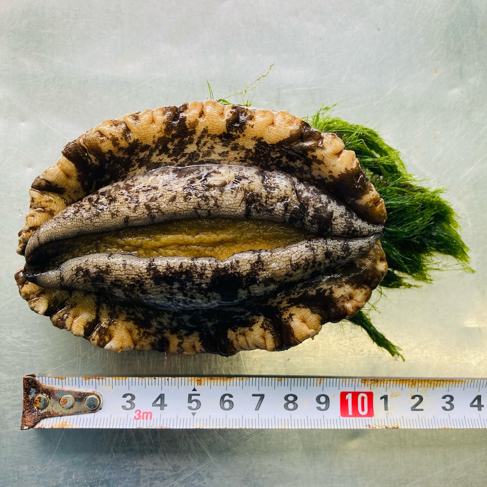 北海道松前産 天然 活アワビ 特大3Lサイズ1kg あわび ｜ 魚介類/アワビ