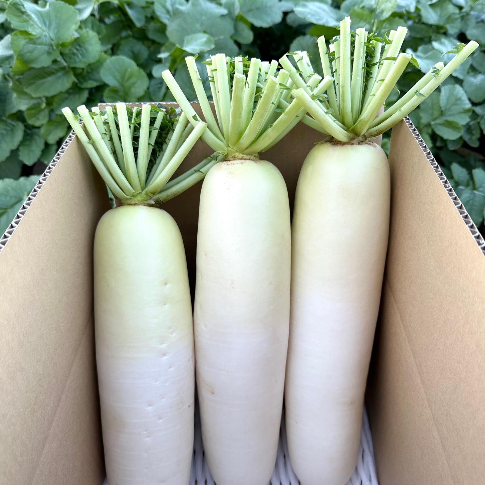 大根 15個セット 三浦半島産青首大根セット ｜ 野菜/大根 産直アウル 農家・漁師など