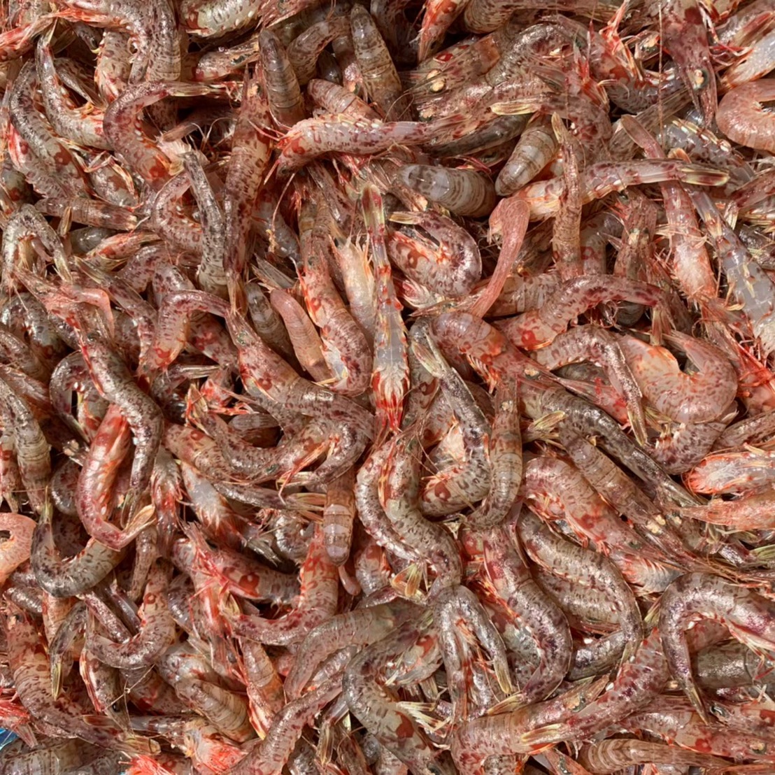 ジャコエビ 5k(500g×10) ｜ 魚介類/エビ 産直アウル 農家・漁師など