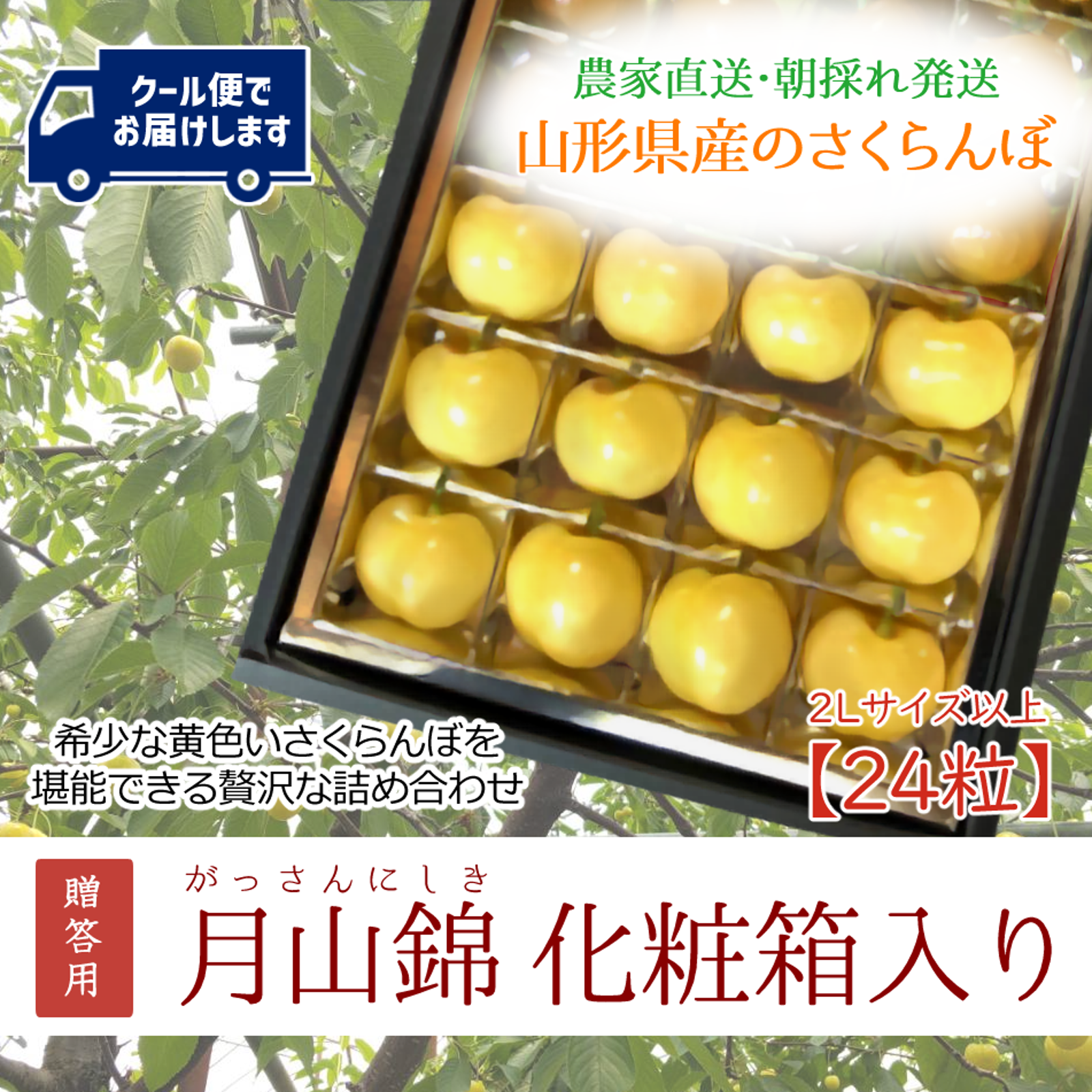 山形県産　黄色いさくらんぼ　月山錦　500g　クール便 贈答用に】希少な黄色いさくらんぼ【月山錦】 | 果物/さくらんぼ