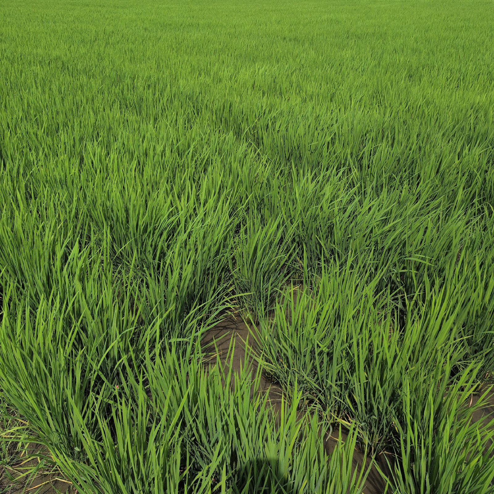 令和7年産 ヒノヒカリ 30kg ｜ 米・穀物/玄米 産直アウル 農家・漁師