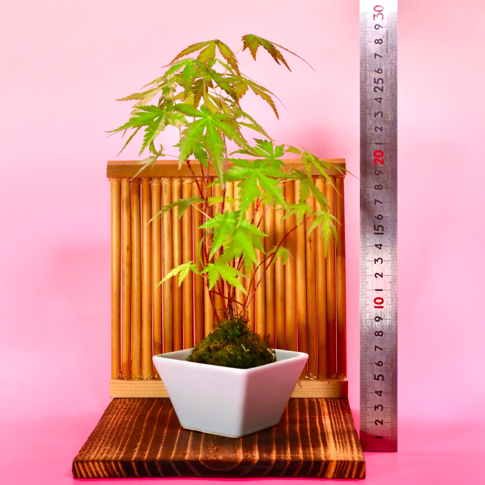 苔玉 山もみじ(衝立付き) ｜ 花・植物/花・植物 産直アウル 農家・漁師 